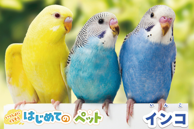 初心者向けセキセイインコの「飼い方ガイド」言葉の教え方から爪のお手入れまで